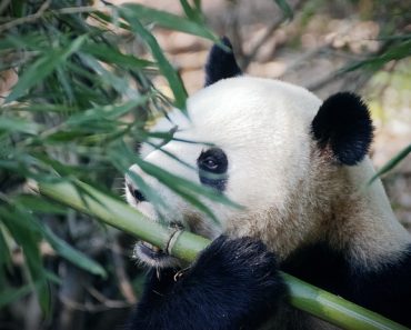 Comment choisir une peluche panda originale ?